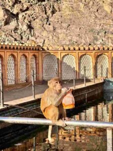 Galta Ji Temple: The Monkey Temple of Jaipur