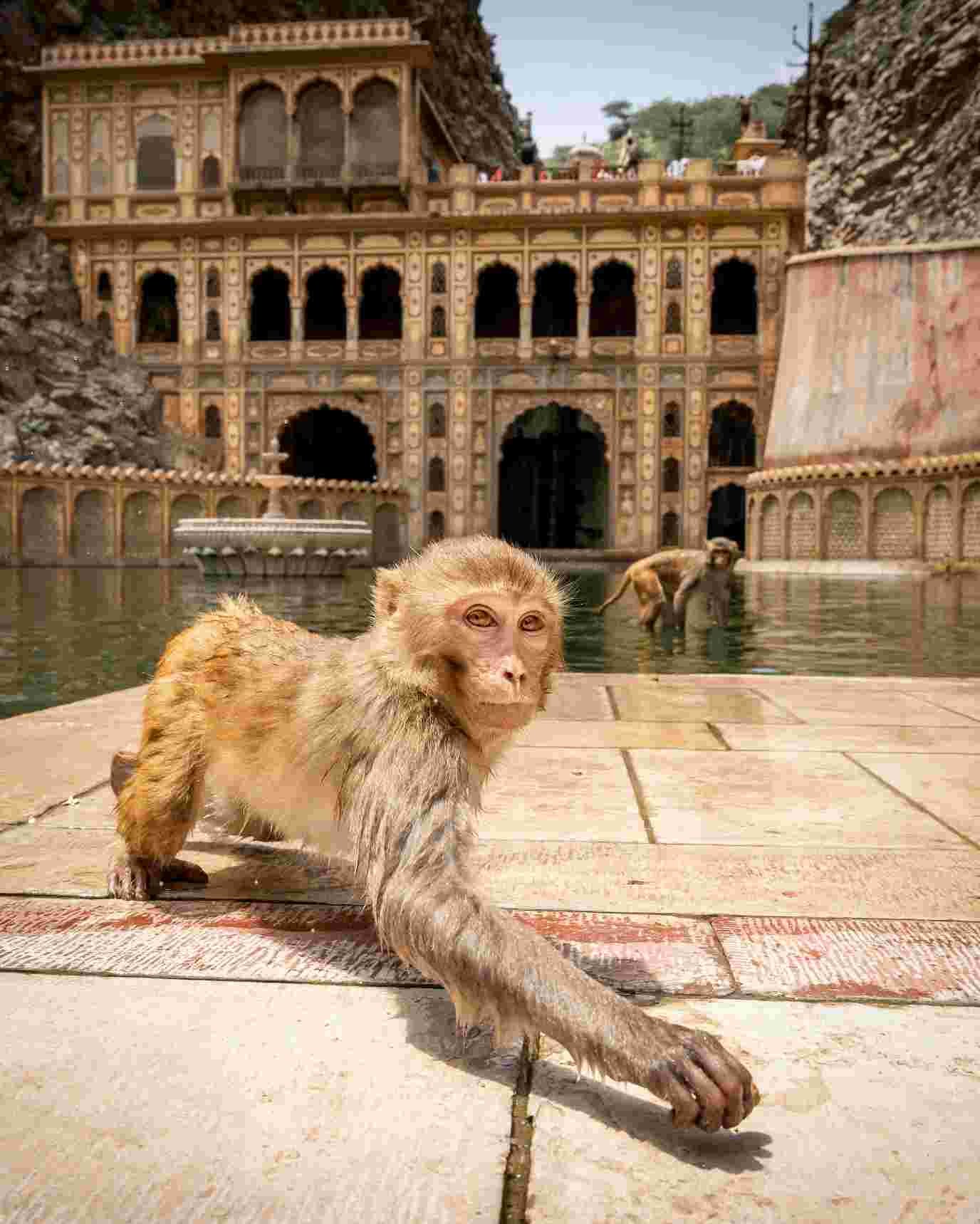 Galta Ji Temple: The Monkey Temple of Jaipur