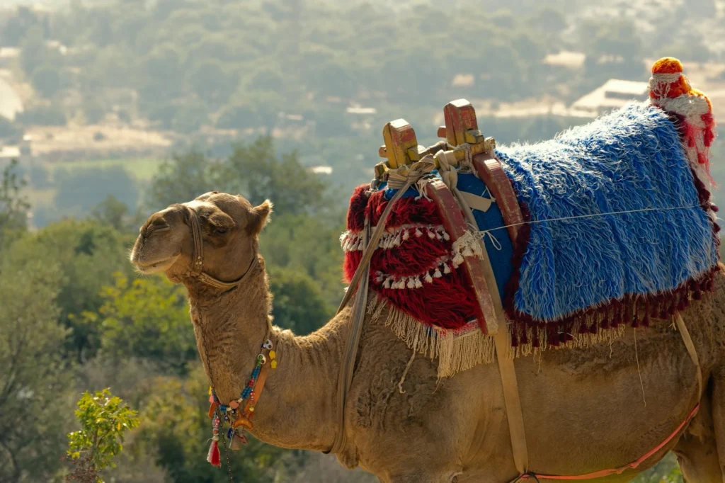 Rajasthan Desert Safari Tour