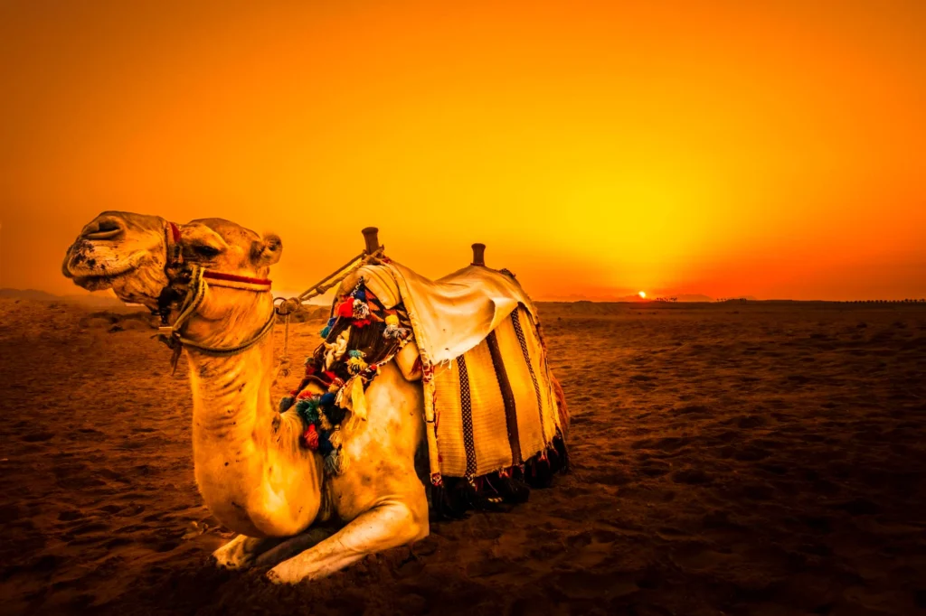 Holiday Packages In India